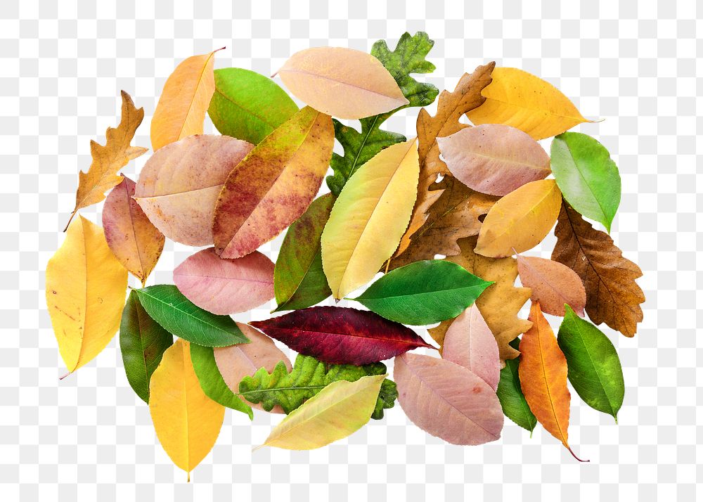 Autumn leaves png sticker, transparent background
