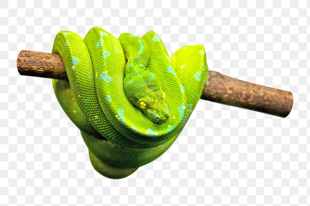 Green snake png sticker, transparent background