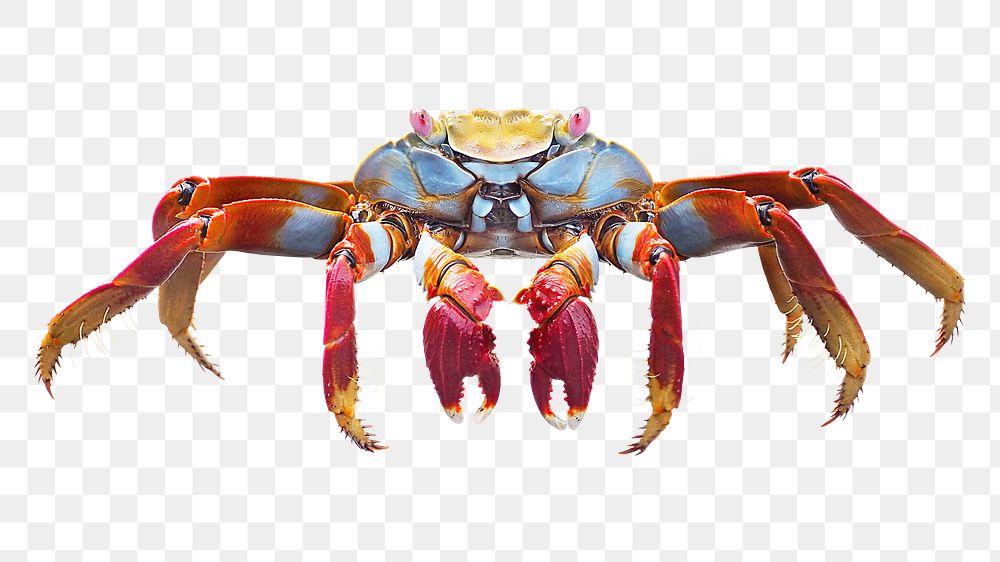 Cute crab png sticker, transparent background