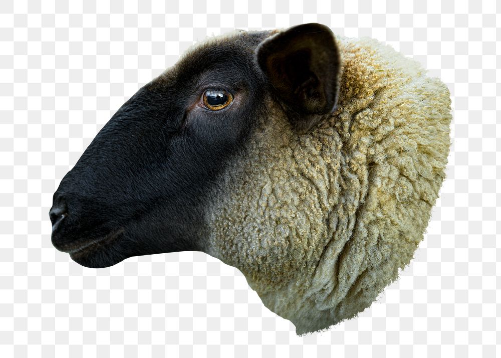Sheep farm animal png sticker, transparent background