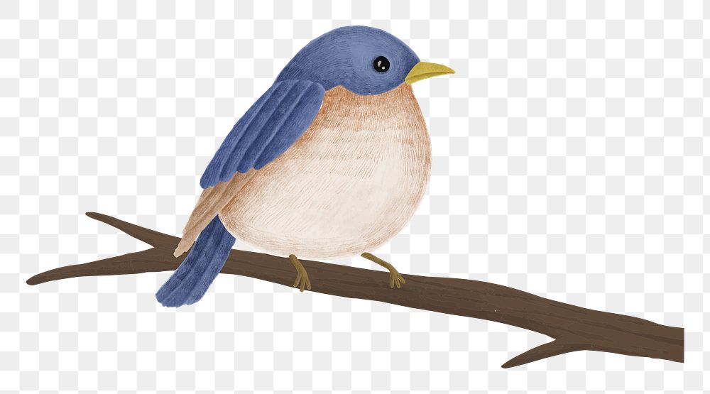 Little bird png sticker, animal illustration, transparent background