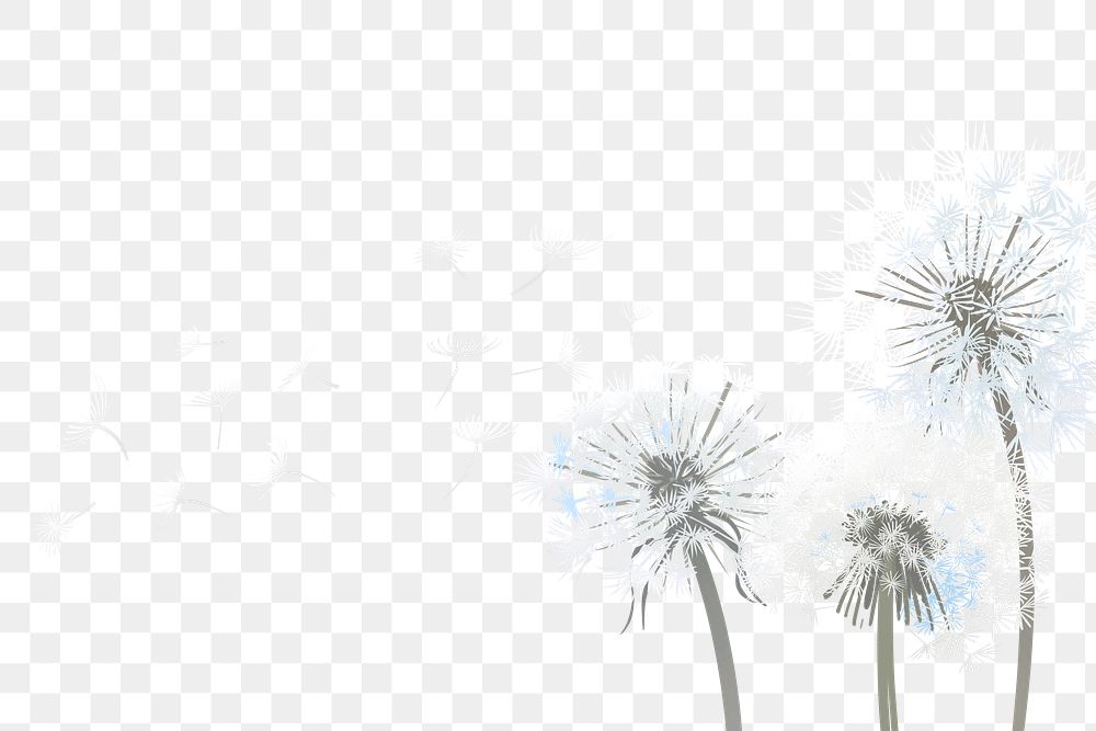 Dandelions flower png border, transparent background