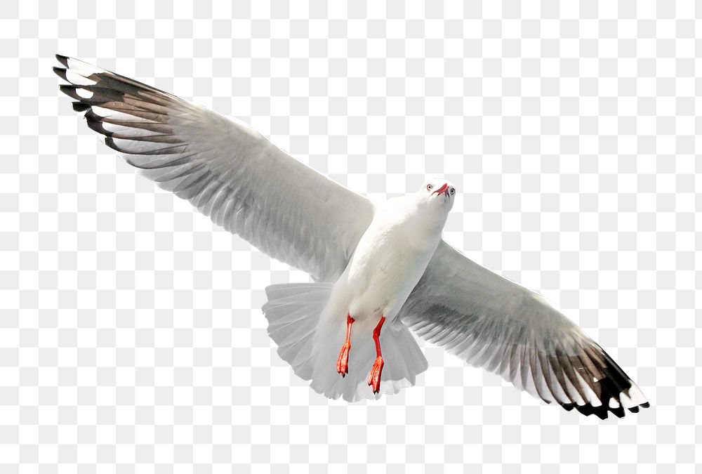 Flying gull bird png sticker, transparent background