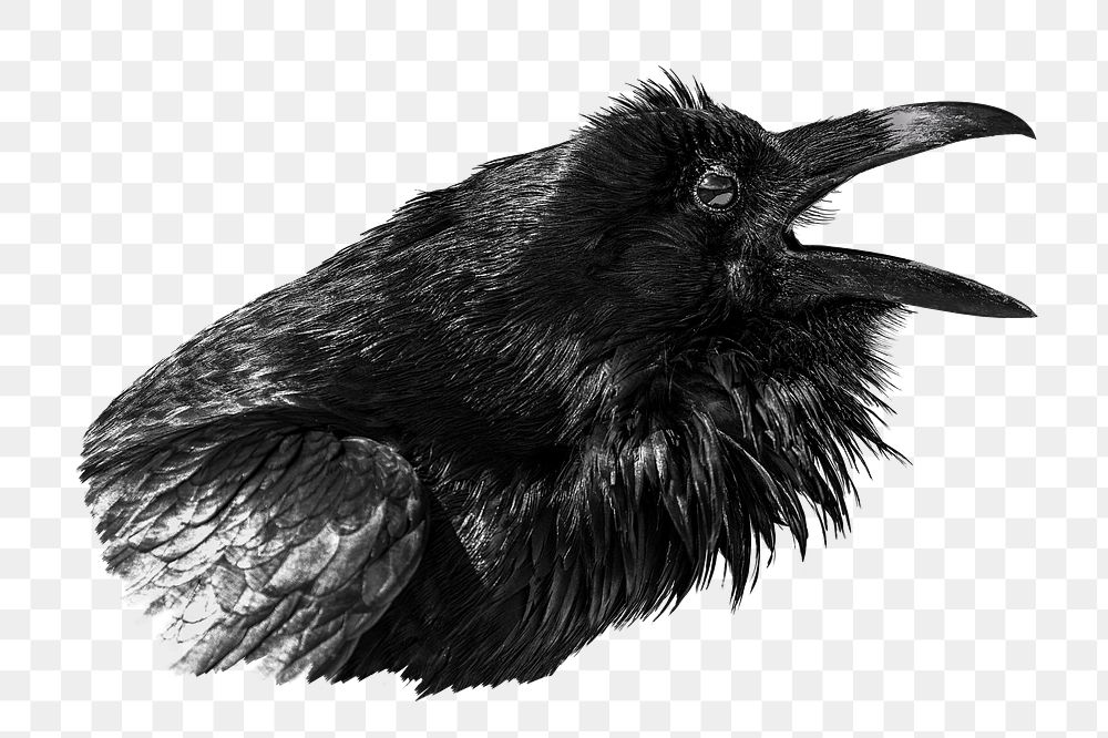 Raven bird png sticker, transparent background
