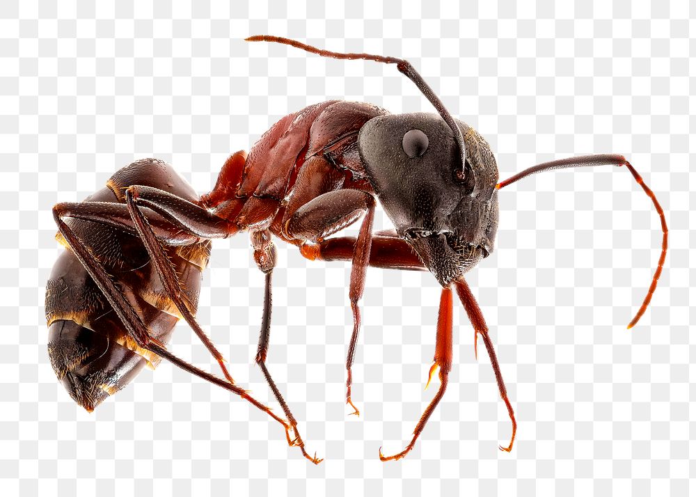 Red carpenter ant  png sticker, transparent background