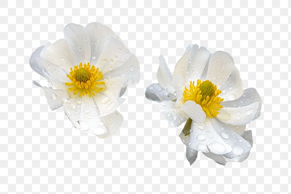 Mount Cook lilies png sticker, transparent background