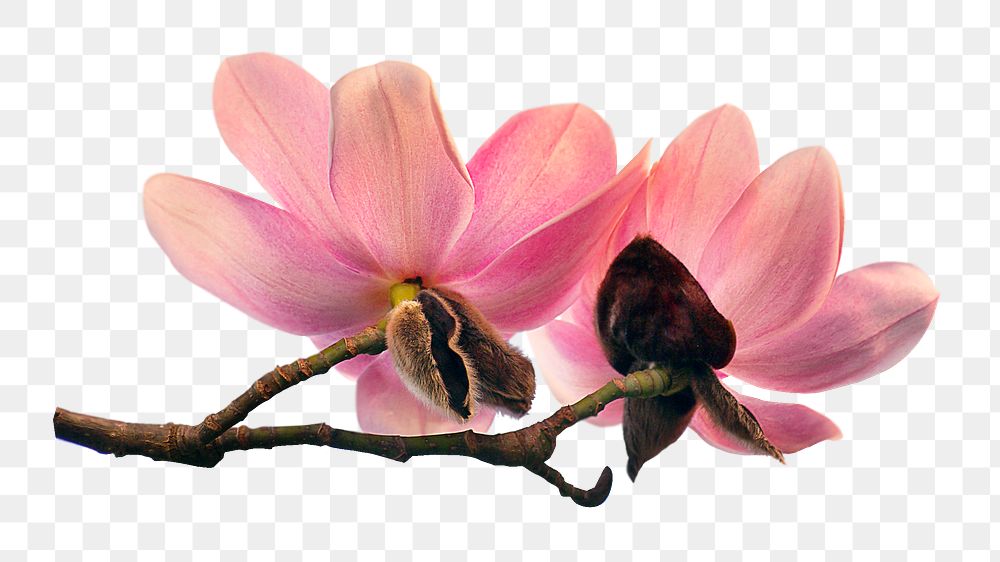 Magnolia flowers png sticker, transparent background