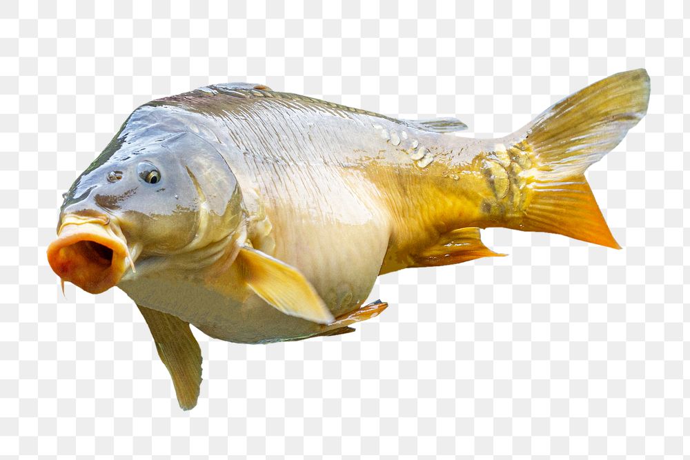 Fish, animal png sticker, transparent background