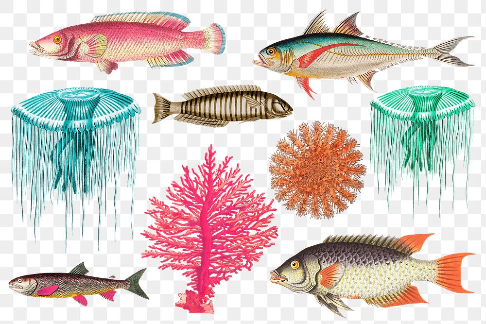 Exotic fish  png sticker set, transparent background