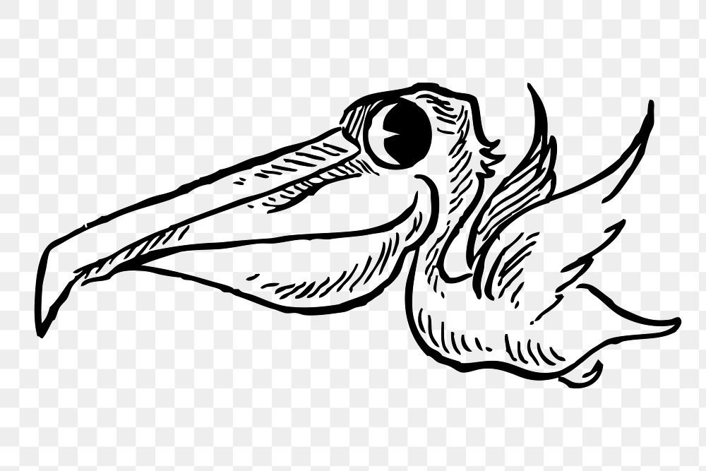 Pelican png  illustration, transparent background. Free public domain CC0 image.