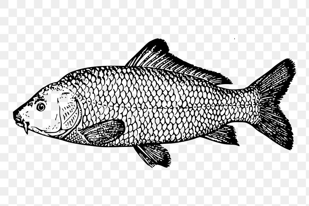 Fish png  illustration, transparent background. Free public domain CC0 image.