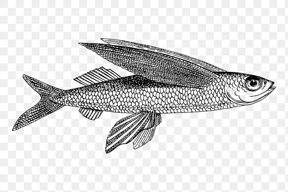 Vintage fish png  illustration, transparent background. Free public domain CC0 image.