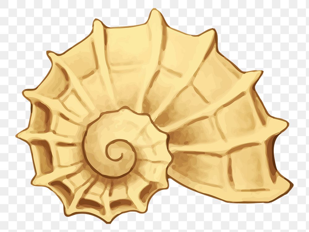 Shell png sticker, transparent background. Free public domain CC0 image.