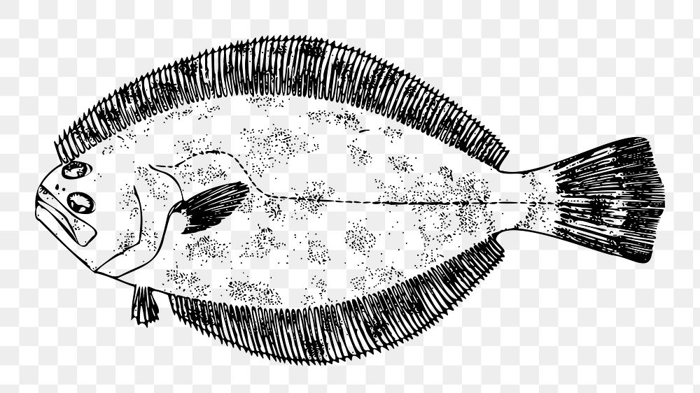 PNG Flounder fish clipart, transparent background. Free public domain CC0 image.