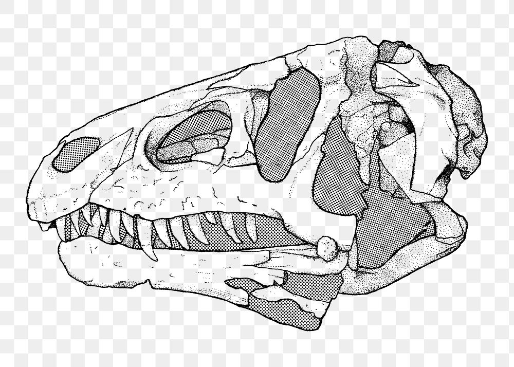 PNG Dinosaur fossil clipart, transparent background. Free public domain CC0 image.