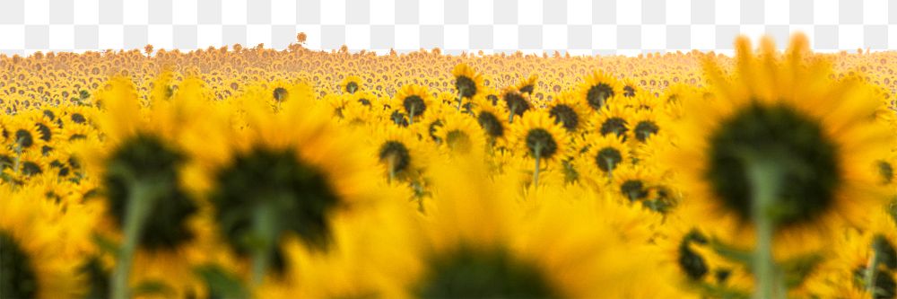 Sunflowers field png border, Spring flower image, transparent background
