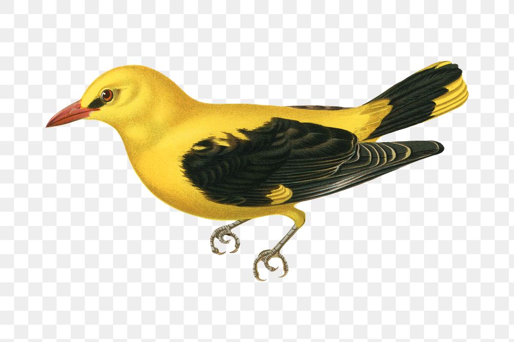 Eurasian golden oriole png bird sticker, transparent background