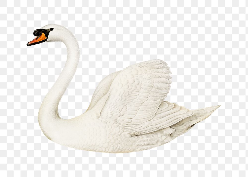 Mute swan png bird sticker, transparent background