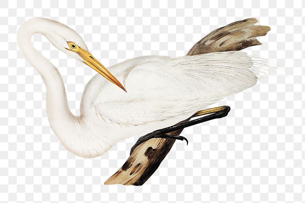 Australian egret png bird sticker, transparent background