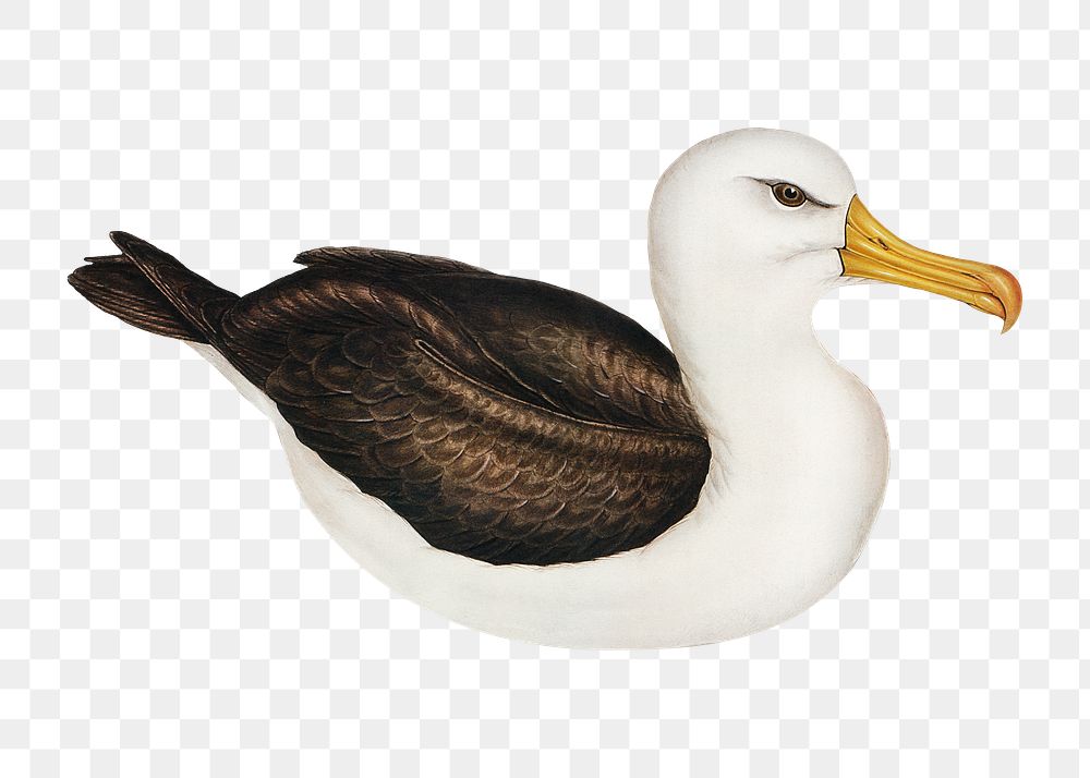 Black-eye browed albatross png bird sticker, transparent background