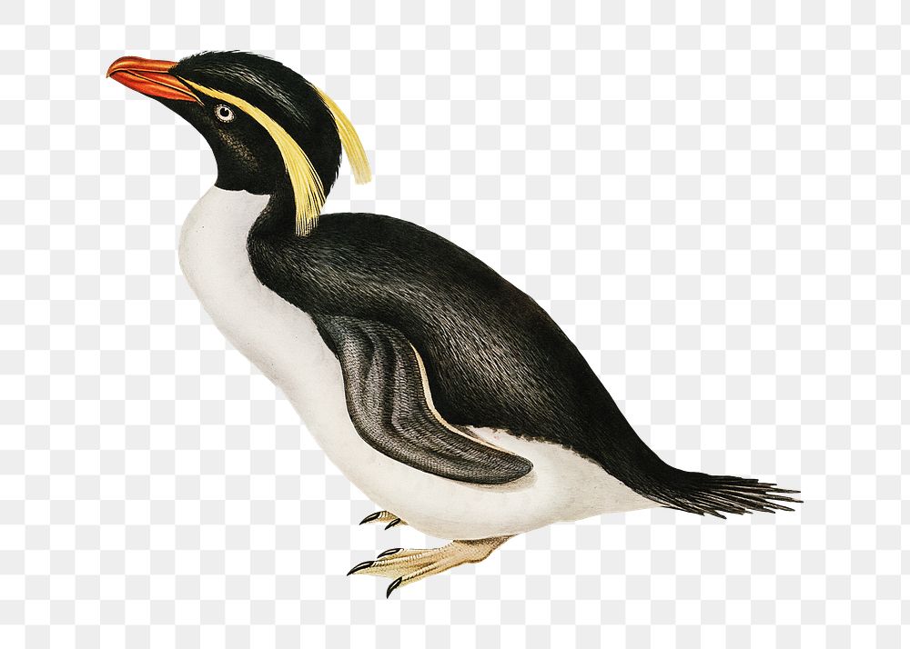Crested penguin png bird sticker, transparent background