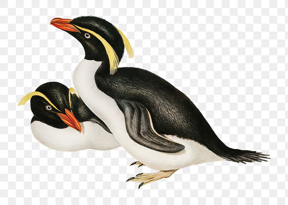 Crested penguin png bird sticker, transparent background