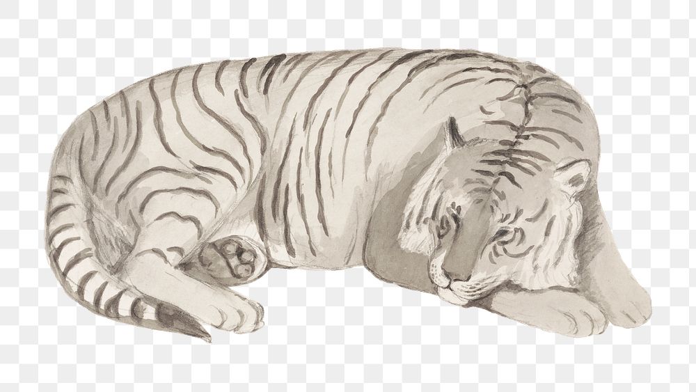 Tiger png sticker, vintage animal on transparent background.  Remastered by rawpixel