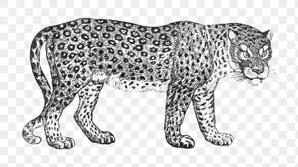 Thomas Bewick's png leopard, animal on transparent background.    Remastered by rawpixel