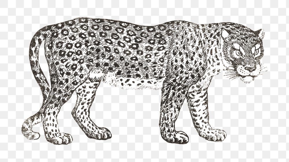 Thomas Bewick's png leopard, animal on transparent background.    Remastered by rawpixel