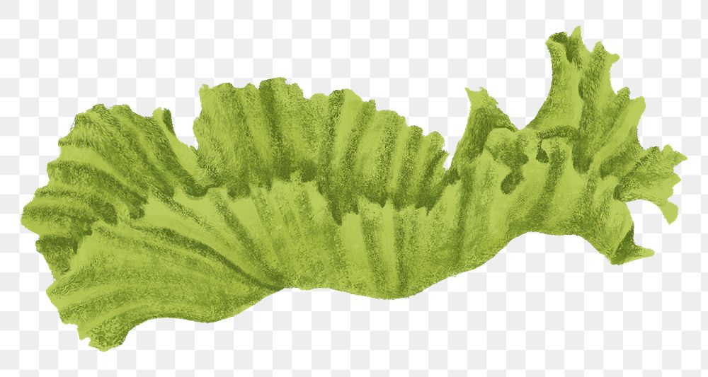 Lettuce piece png sticker, transparent background