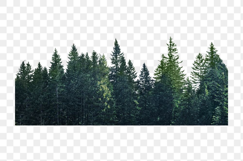 Pine forest divider png sticker, transparent background