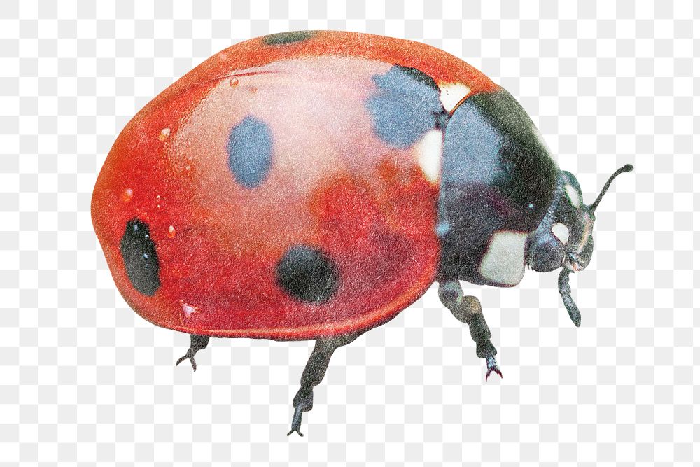 Cute ladybug png sticker, insect image, transparent background