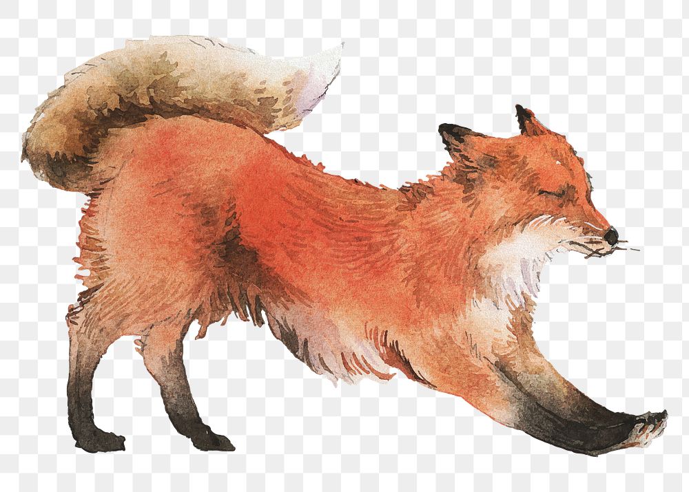 Stretching red fox png sticker, wild animal illustration, transparent background