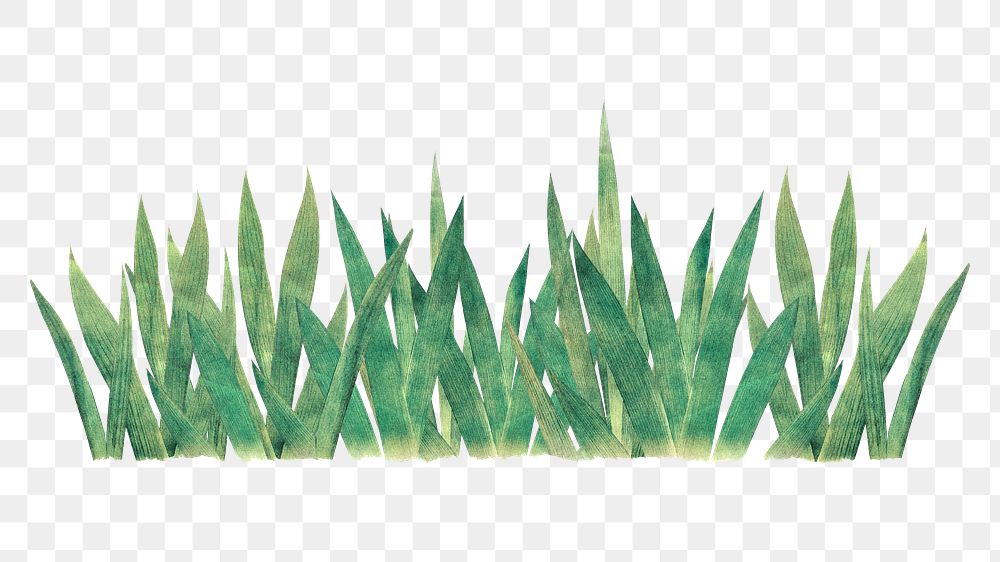 Grass bush divider png sticker, transparent background