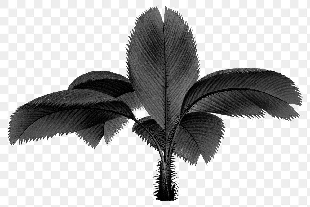 PNG black palm tree sticker, transparent background