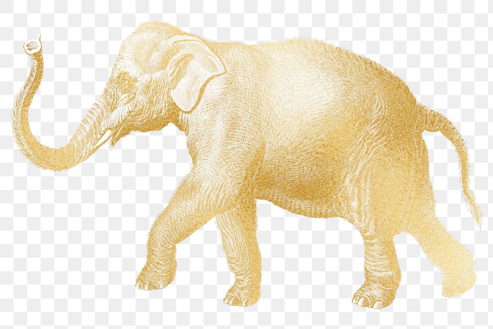 Gold elephant png animal sticker, transparent background
