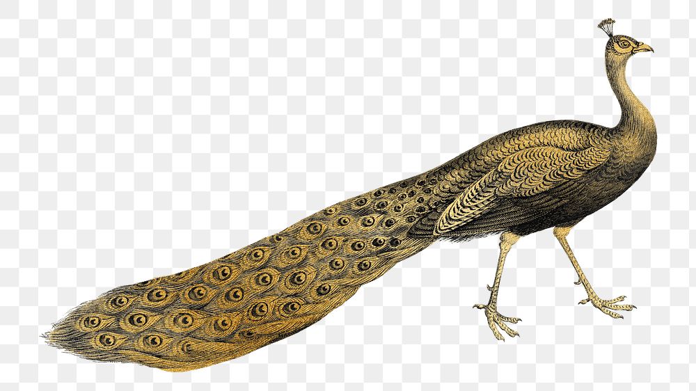 Gold peacock png bird sticker, transparent background