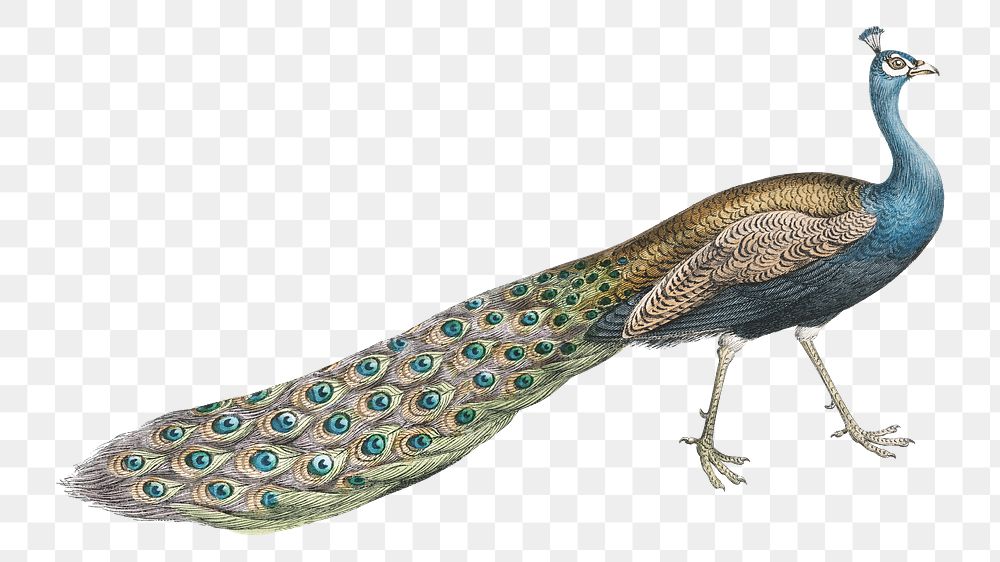 Exotic peacock png bird sticker, transparent background