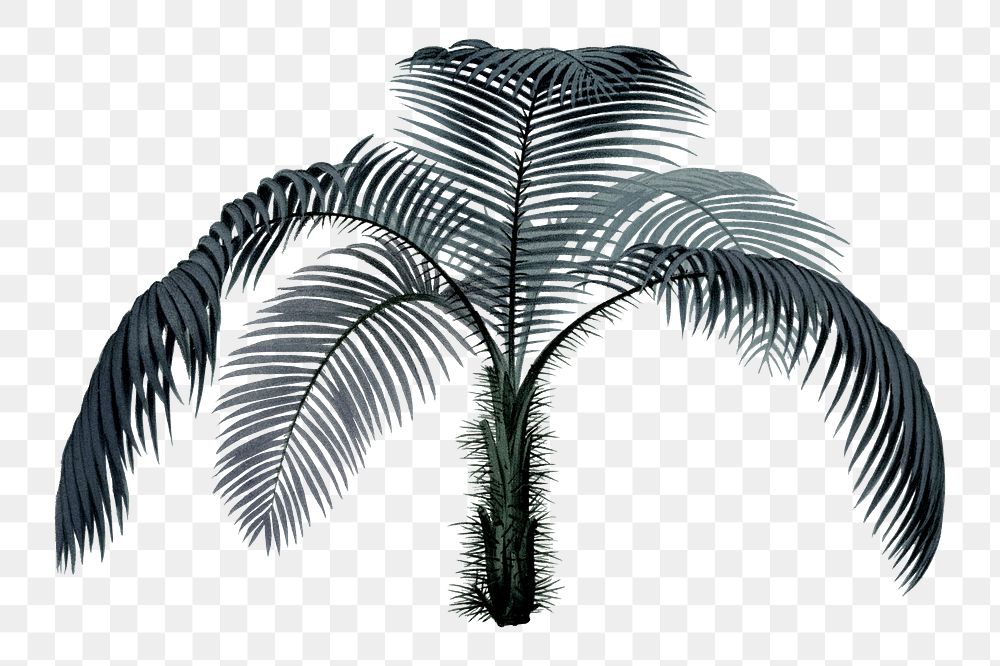 Palm tree png tropical sticker, transparent background