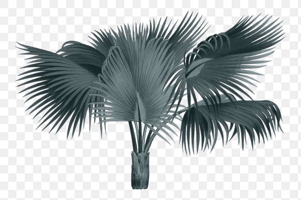 PNG vintage palm tree sticker, transparent background