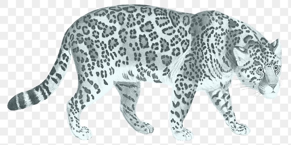 Jaguar tiger png animal sticker, transparent background