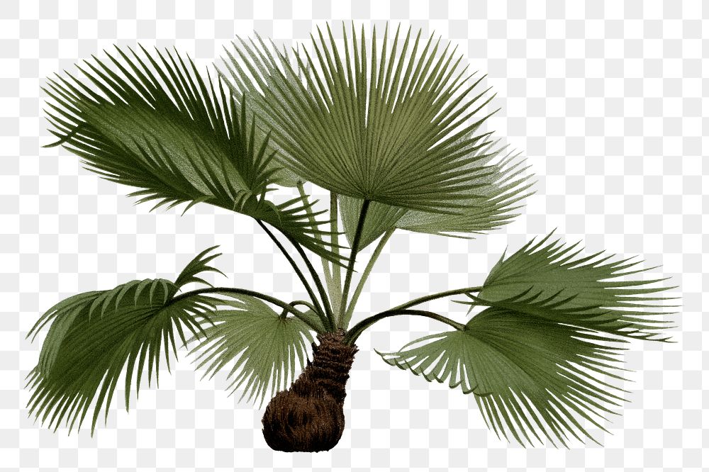 Palm tree png tropical sticker, transparent background