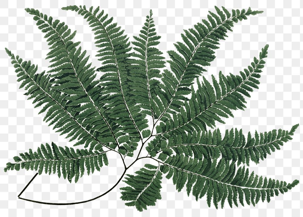 Fern leaf png vintage botanical sticker, transparent background