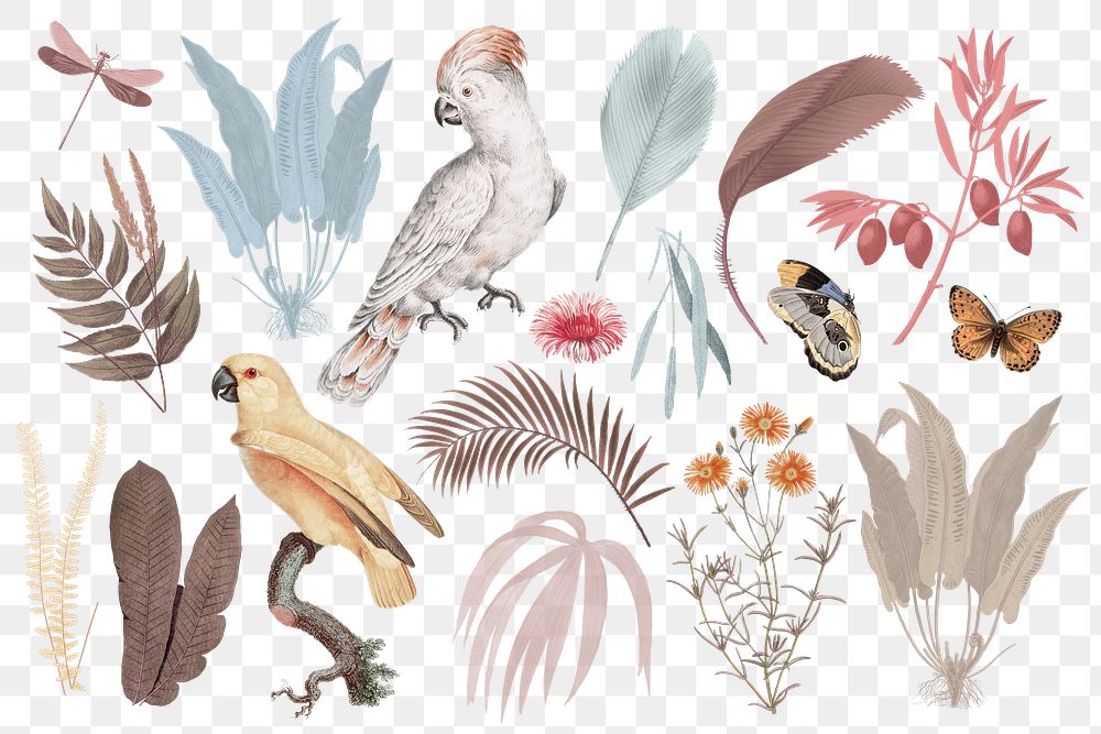 Exotic birds png sticker set, transparent background