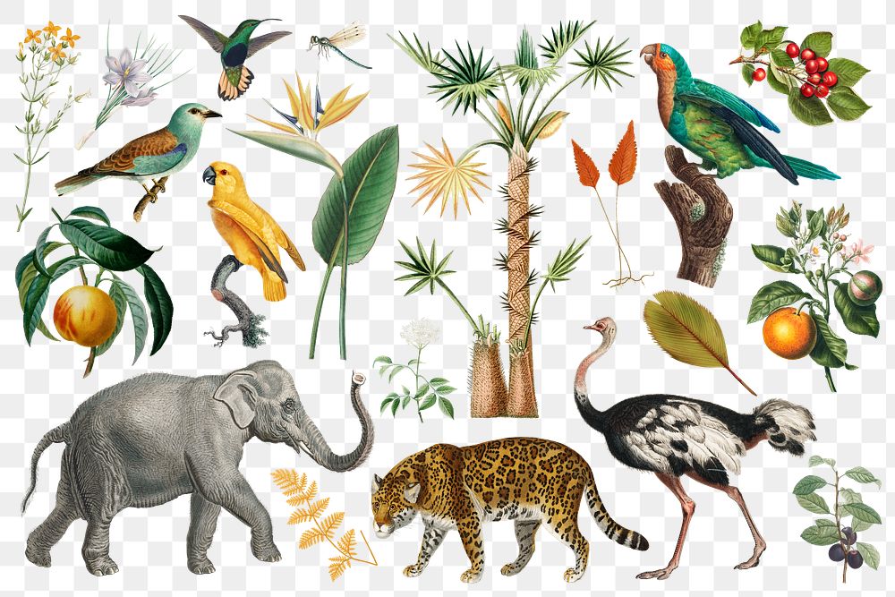 Vintage wild animals png sticker set, transparent background