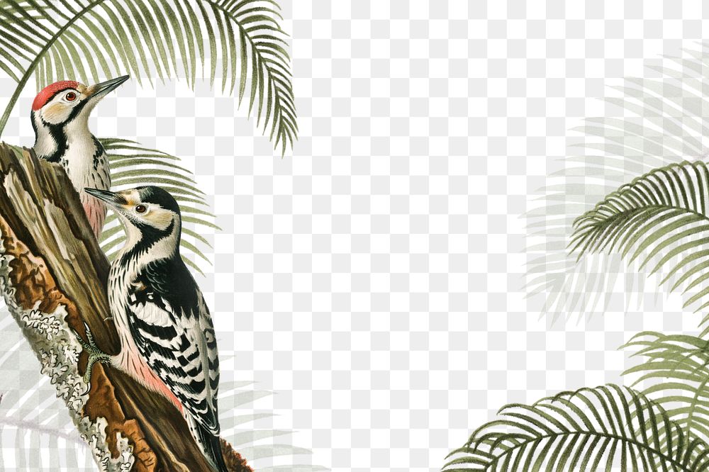Exotic birds png border, transparent background