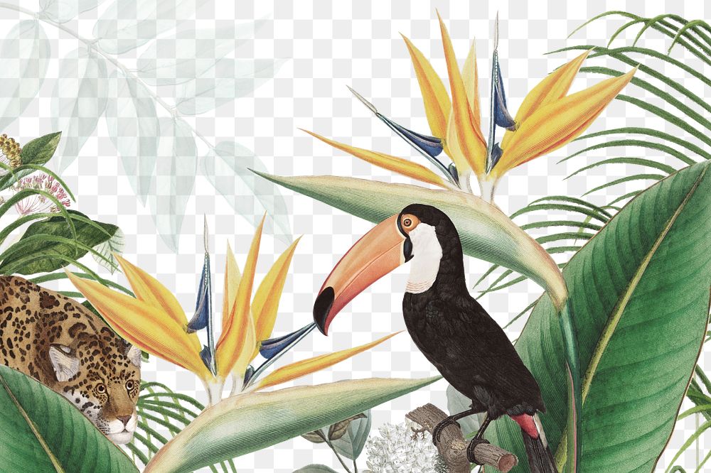 Tropical exotic bird png, transparent background