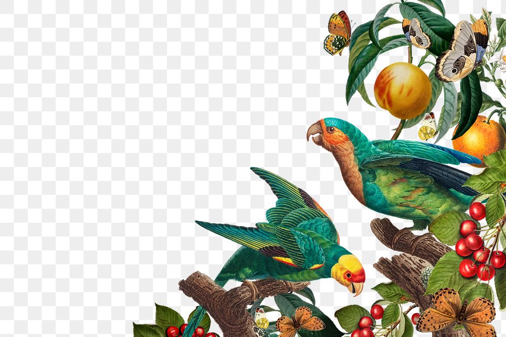 Vintage parrot png bird border, transparent background