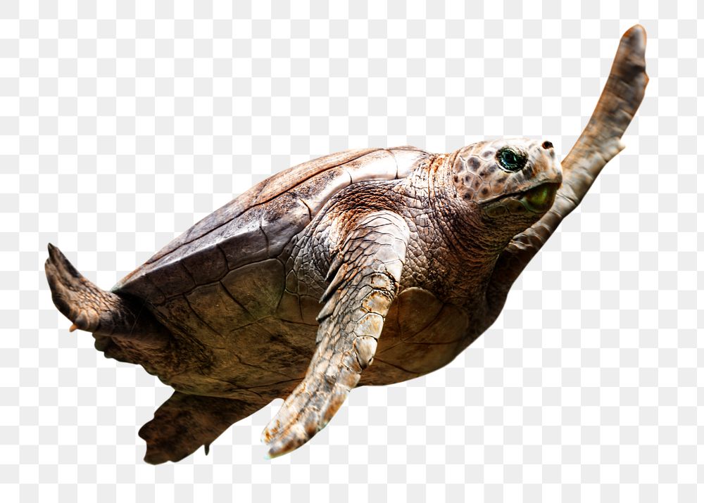 Sea turtle png animal  sticker, transparent background