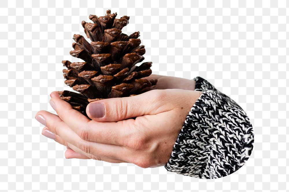 Hand presenting pine cone png sticker, transparent background